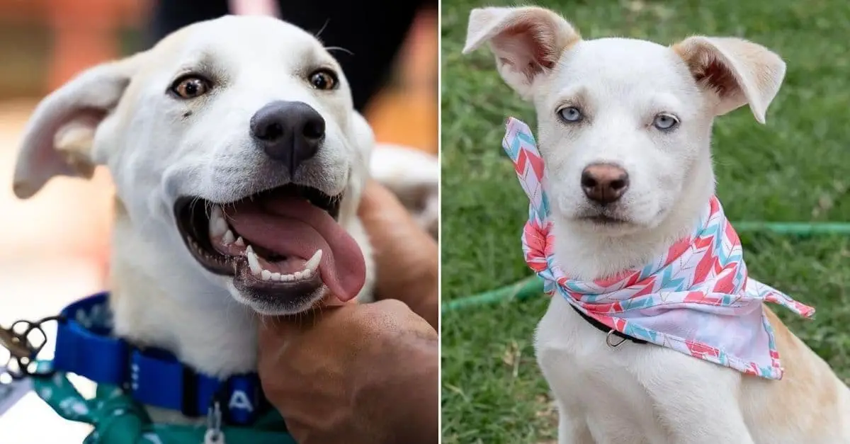 Adopted Dog’s Heartwarming Response to Chihuahua Sibling Bed Theft