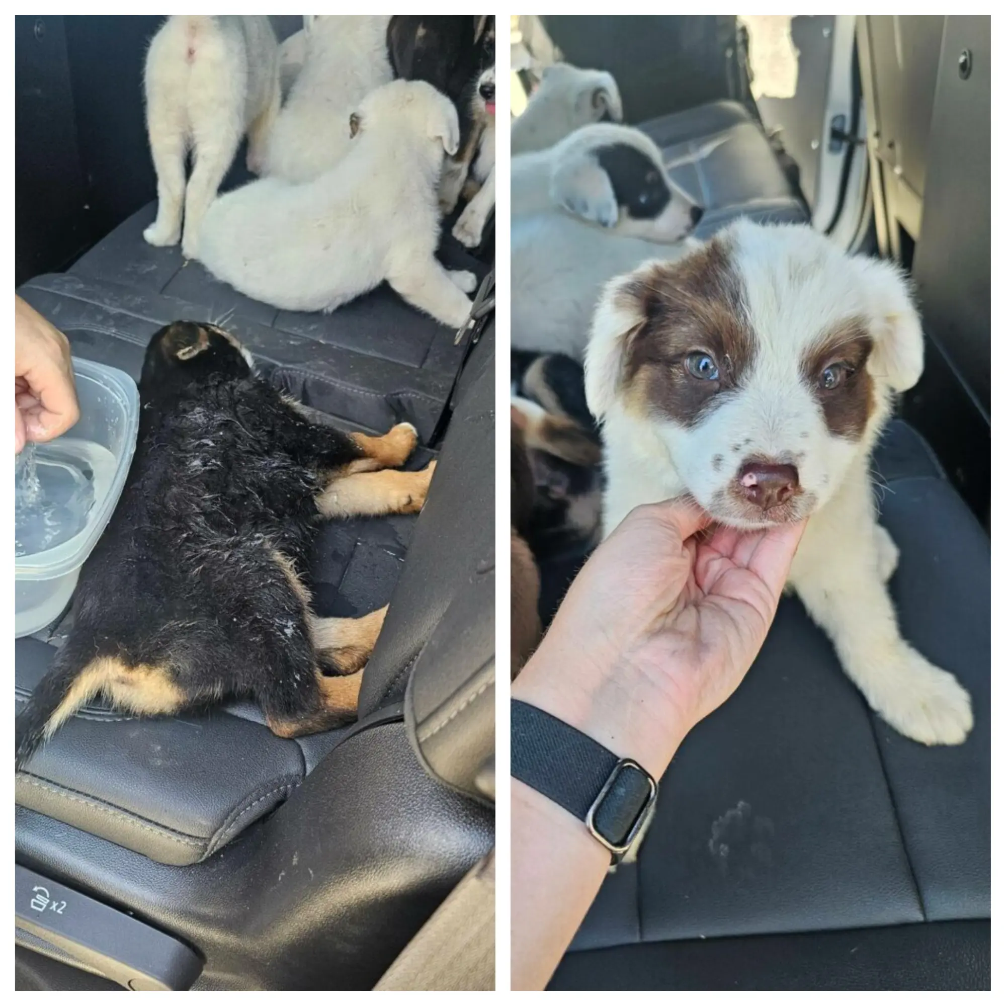 Eight puppies rescued from Scorching Texas field thanks to lert citizen