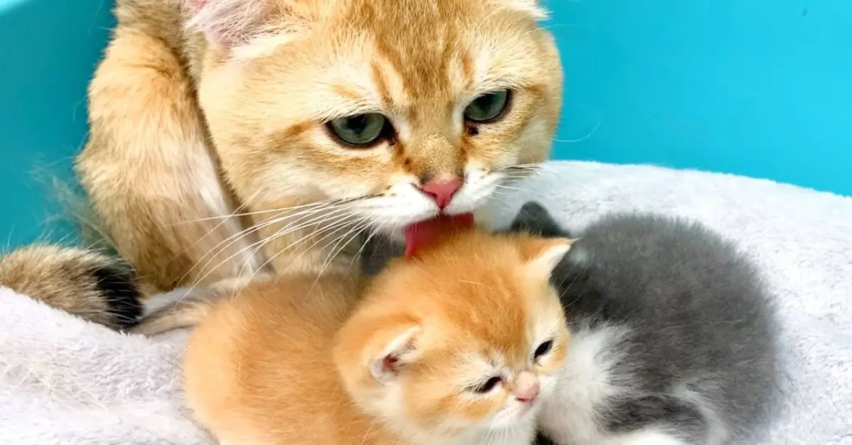 Dad Cat Protects Kittens After Mom’s Passing, Moves Viewers to Tears