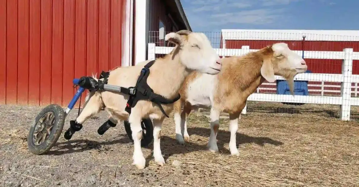 Daddy Goat’s Care for Disabled Kid Surprises Everyone: ‘Rare’