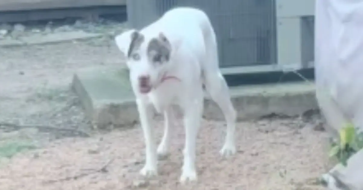 From Shelter to Heartbreak: Dog Abandoned Due to Dementia