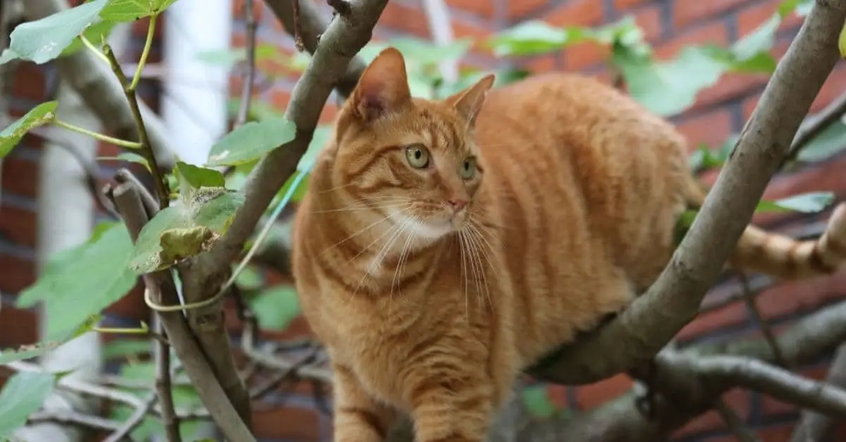 Kitten Abandoned in Park Clings to Toys, Longing for Owner