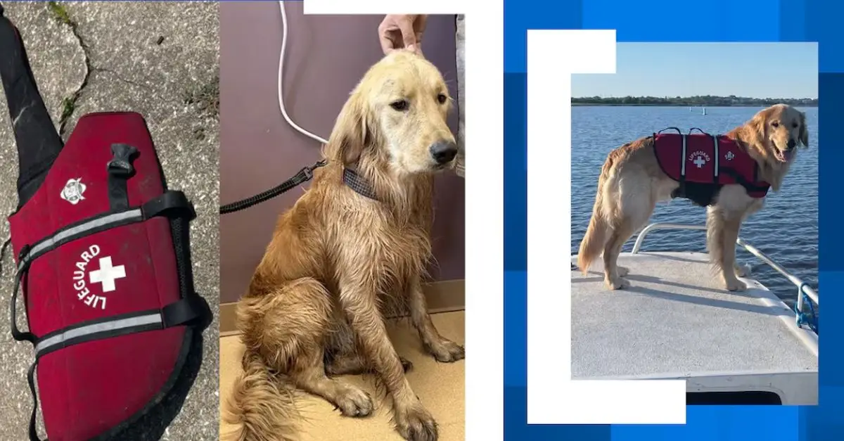 Missing Dog Found Alive With Life Vest After Boat Accident