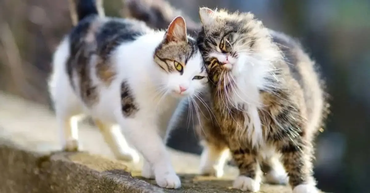 Indoor Cat’s First Encounter with Stray: Love at First Sight