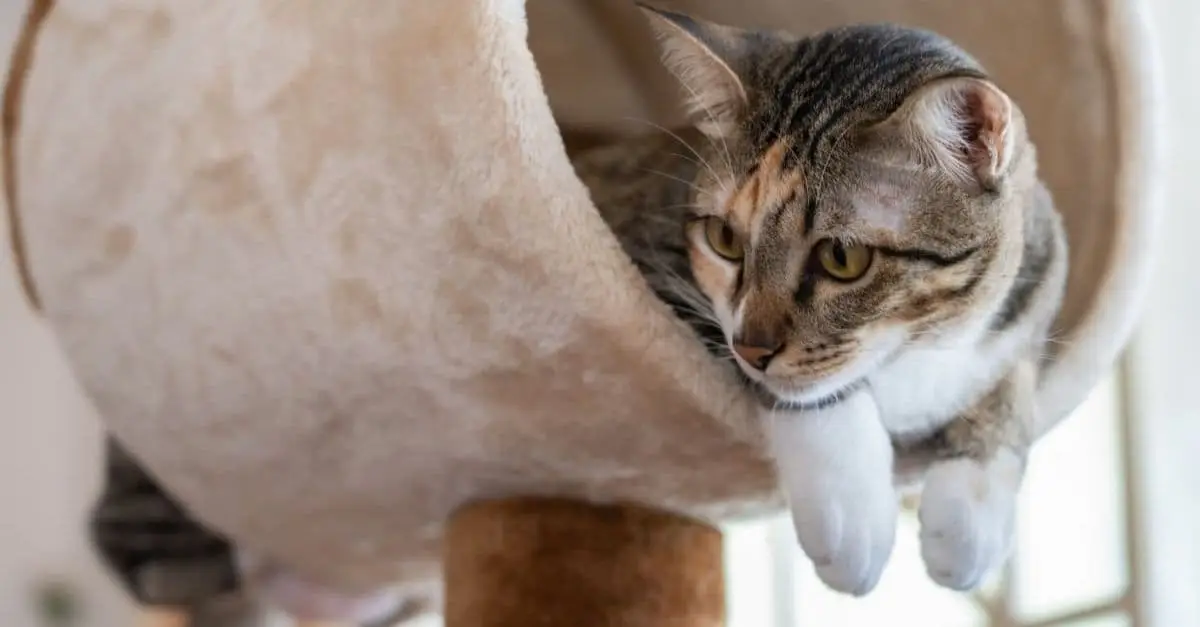 Mom’s Heartwarming Act for Stray Cats in Sweltering Heat