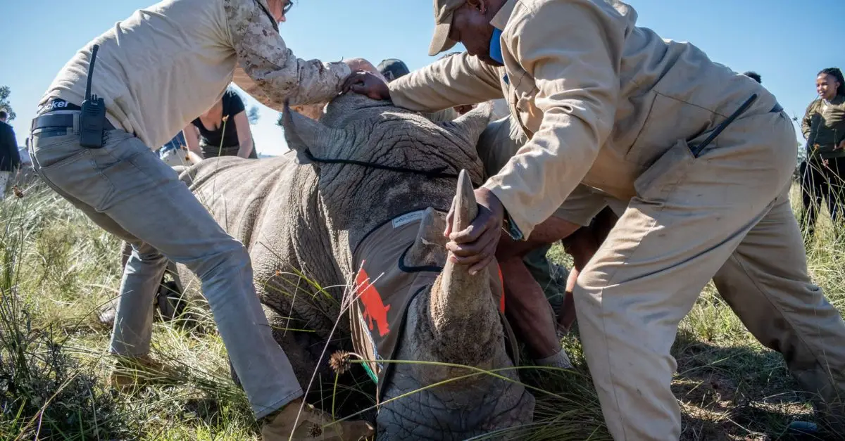 Nuclear Technology Helps Combat Rhino Poaching