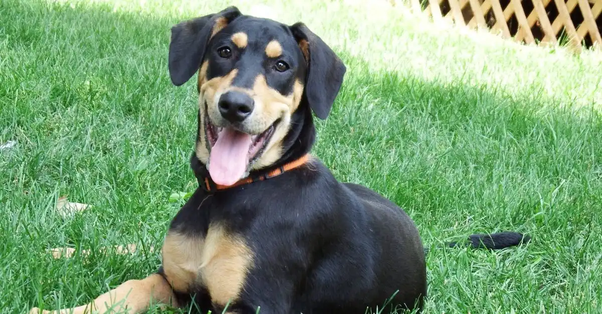 Rescue Dog’s Amazing Transformation and New Smile