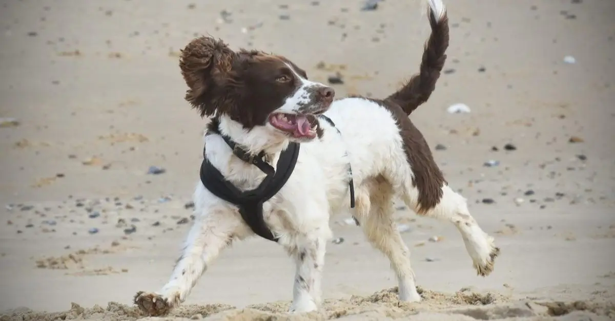 Rescue Dog’s Coffee Table Reaction Reveals Her Past Life