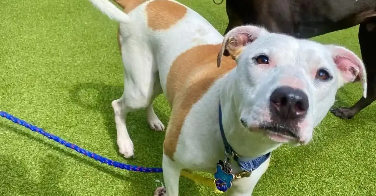 Rescued Dog’s Hilarious Reaction to Wearing a Leash Next Day