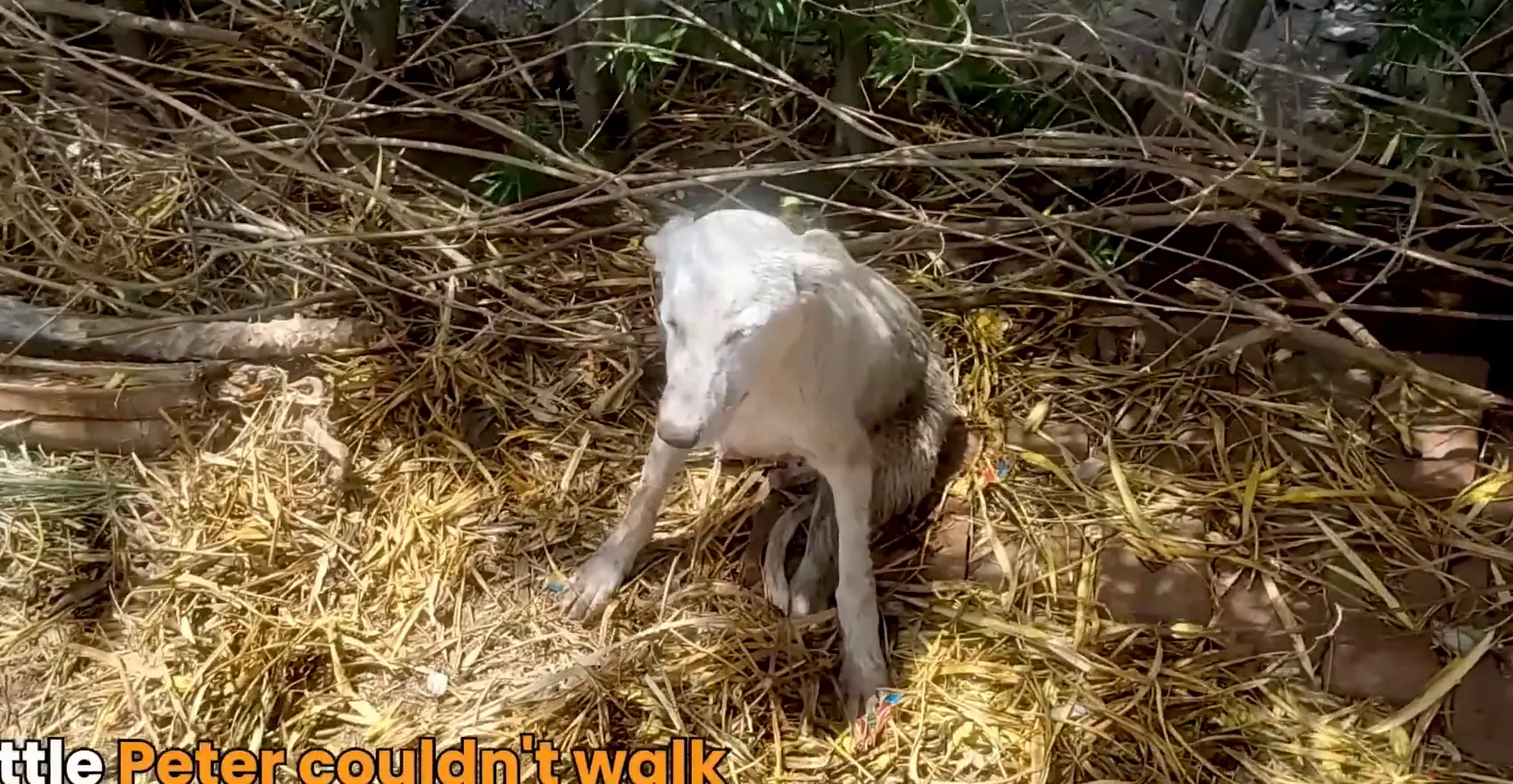 Same Difference: Angel and Puppy, Both with Broken Limbs