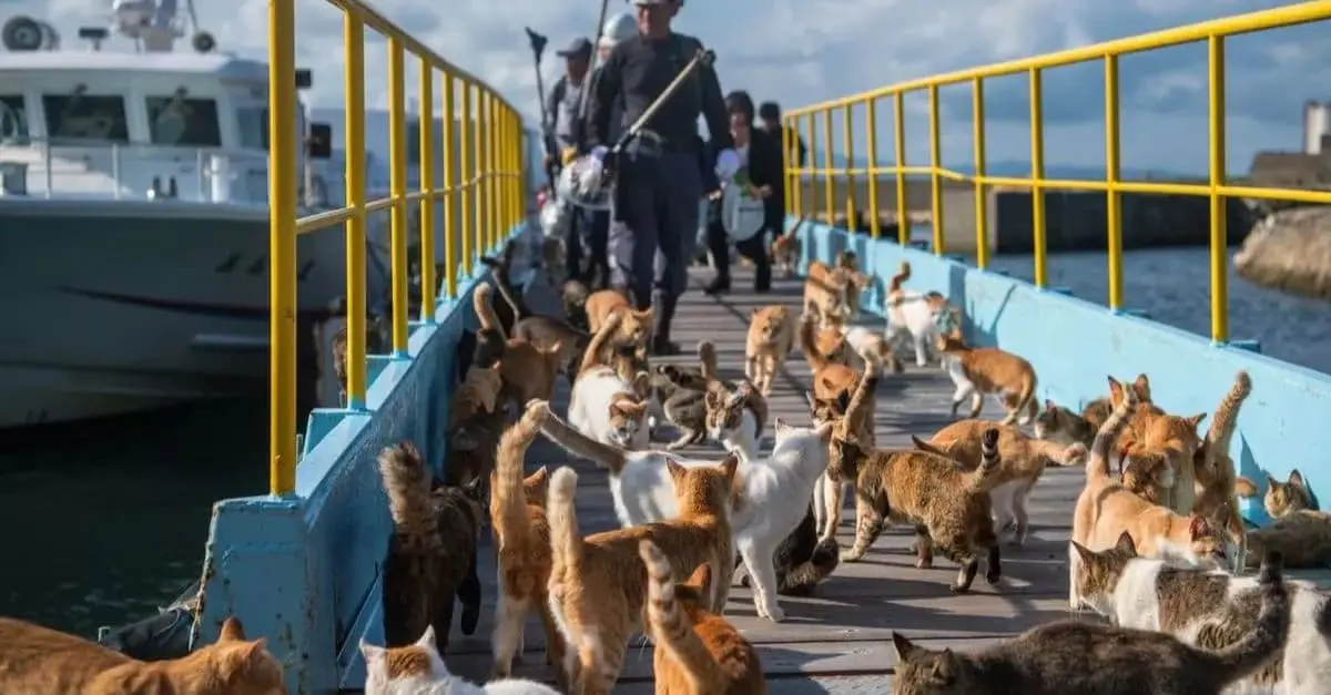 Tashirojima: The Cat Island Where Felines Outnumber Humans