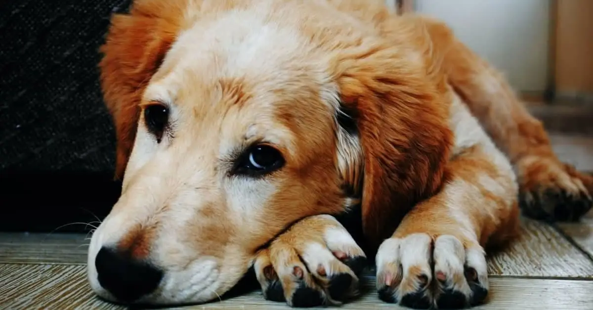 Watch Dog’s Joy Playing in Park After Losing Leg to Cancer