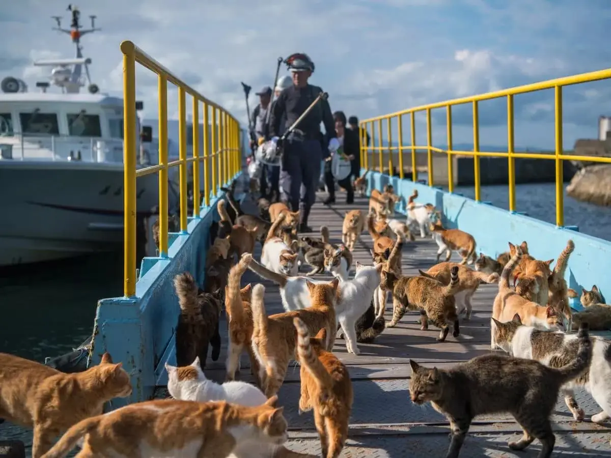 The Legend of Cats in Tashirojima