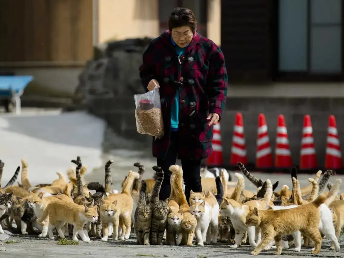 Tashirojima's Modern Appeal