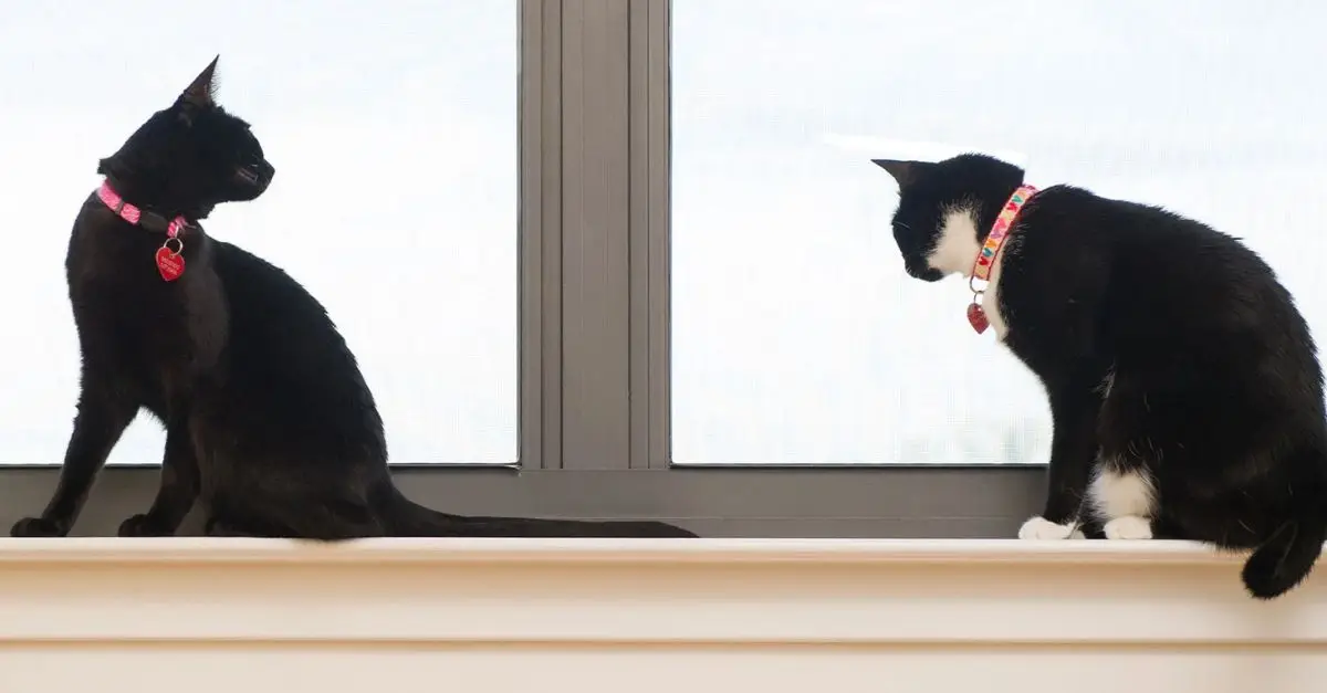 The Cat Welcomes Fiancée’s Pet, Gives New Sibling a Tour