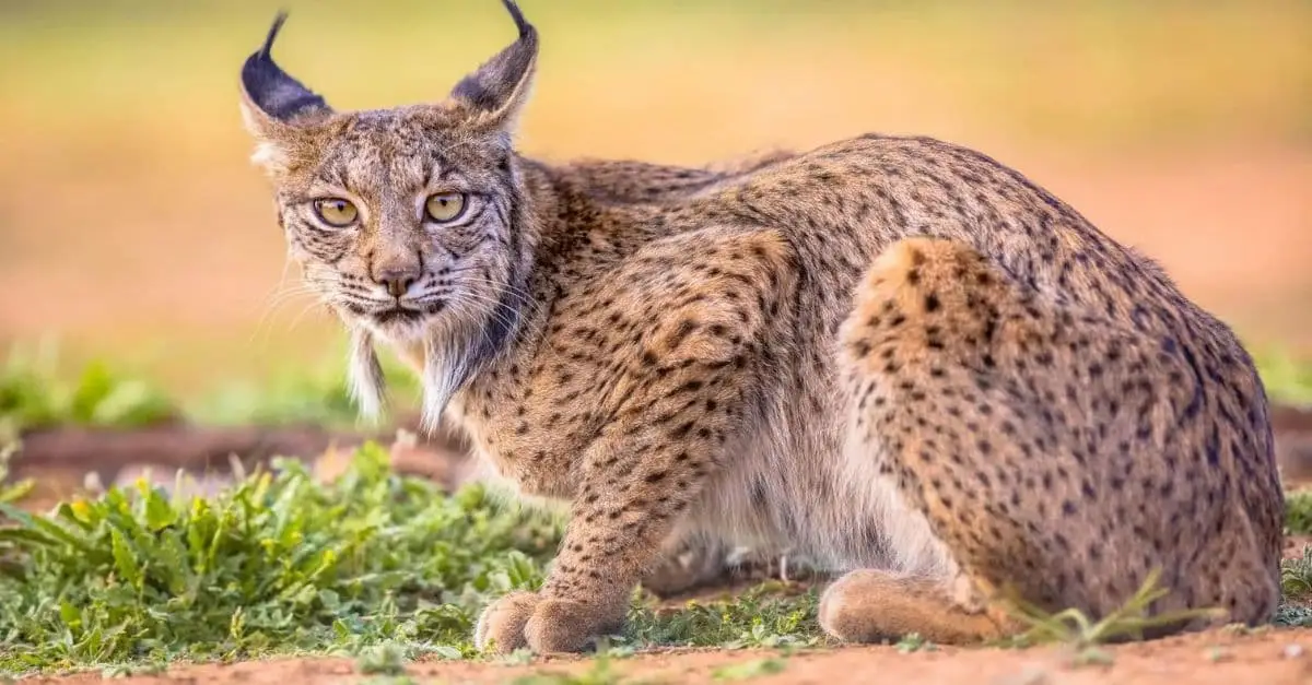 The Iberian lynx has rebounded from extinction’s edge, thanks to conservation efforts