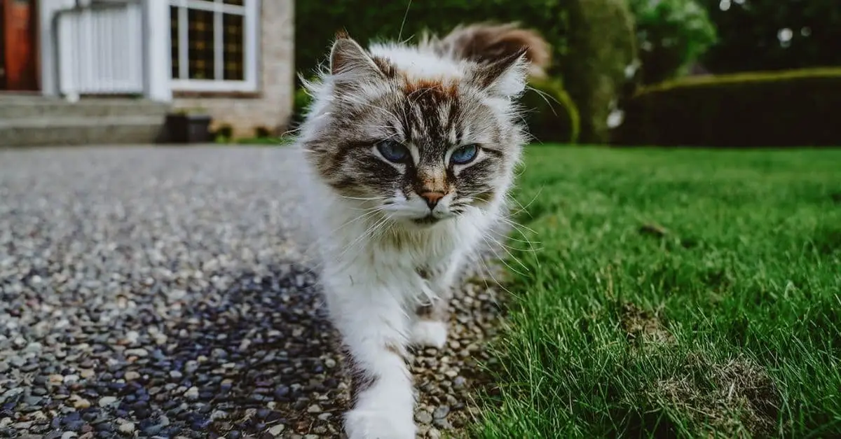  Urgent Warning Four Cats Fatally Poisoned on Same Street