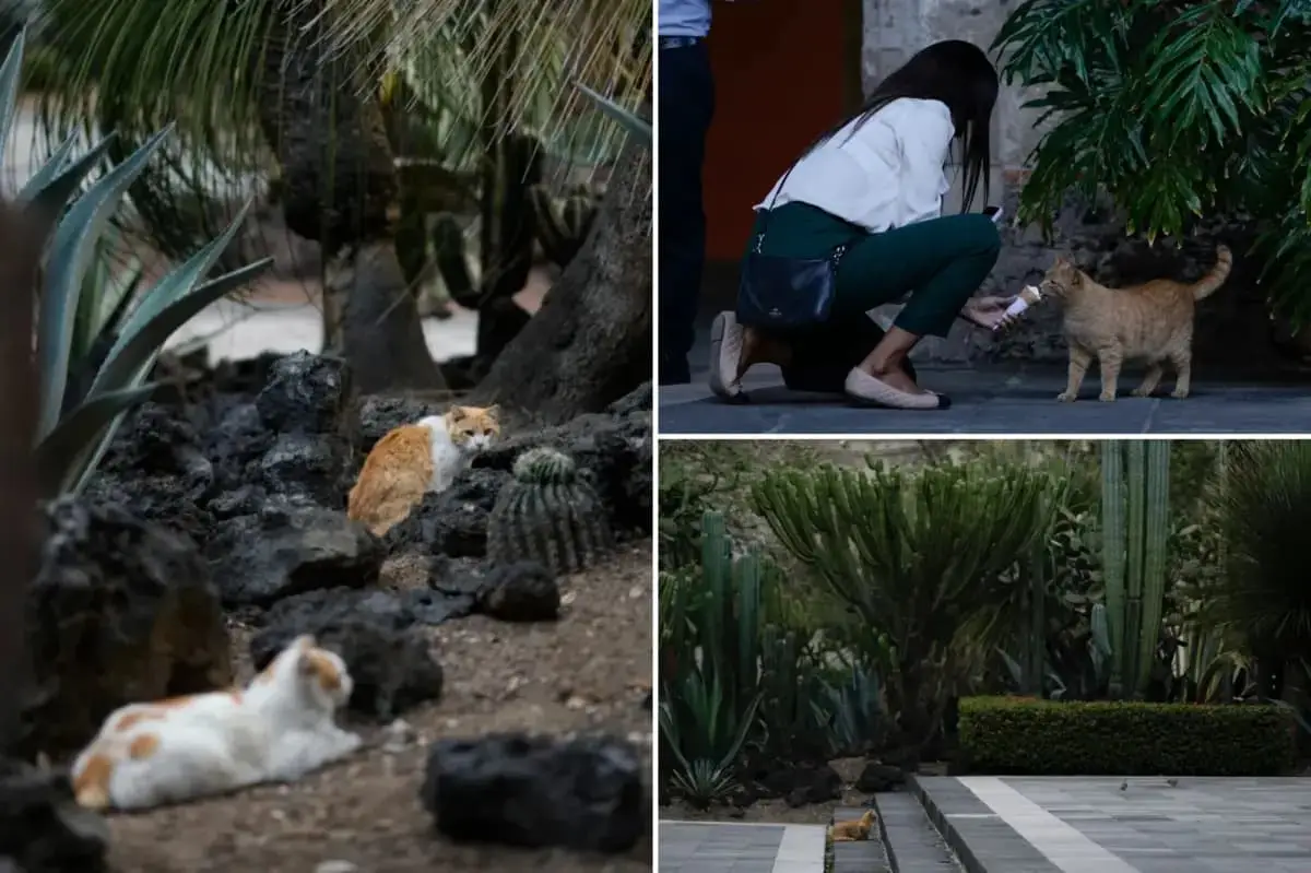 19 Cats in Mexico's Palace