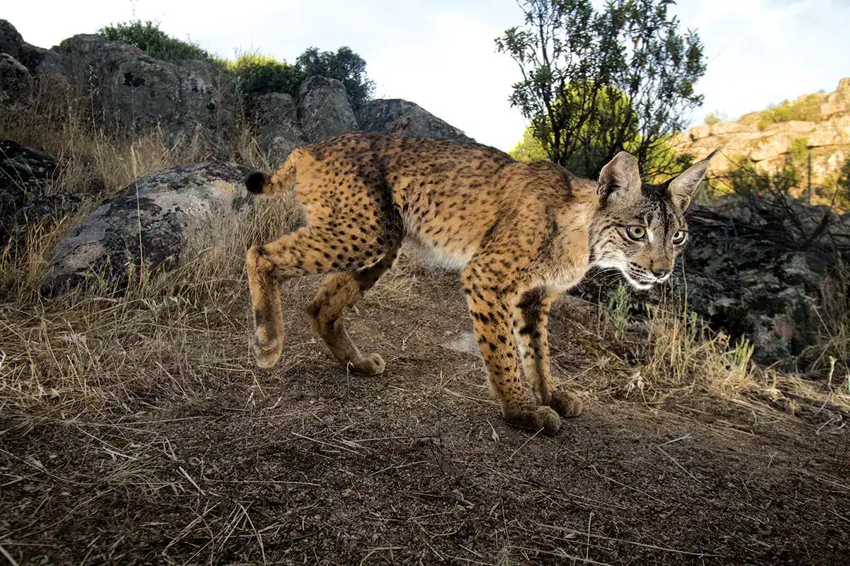 The Precarious Plight of the Iberian Lynx