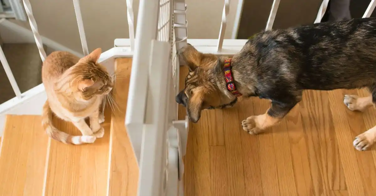 Cat Still Hates New Puppy After Three Months, Amuses Internet