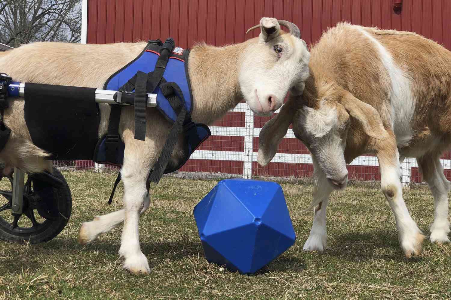 A goat dad's unwavering love: The story of merlin, Lolli, and Minnie Mae