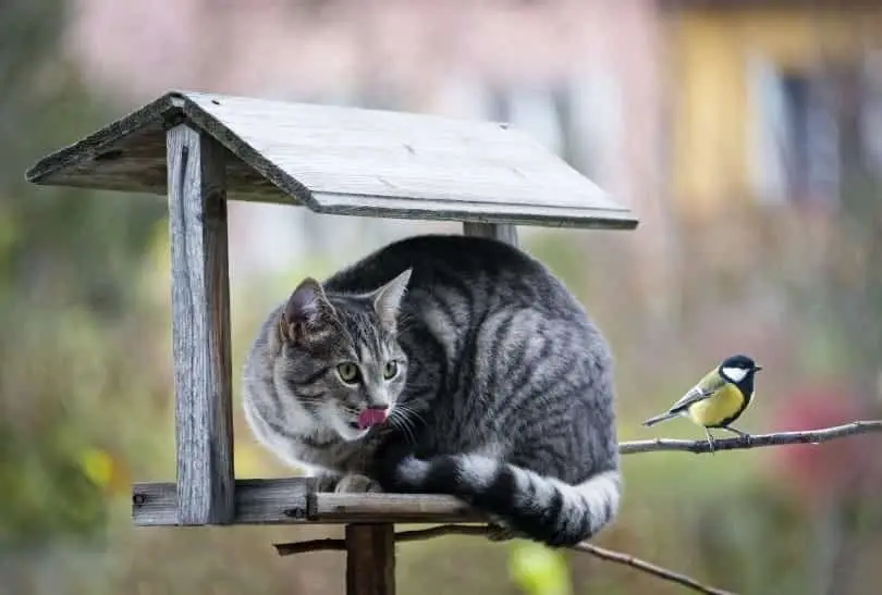 Sooty the blind cat: An unlikely friendship takes flight