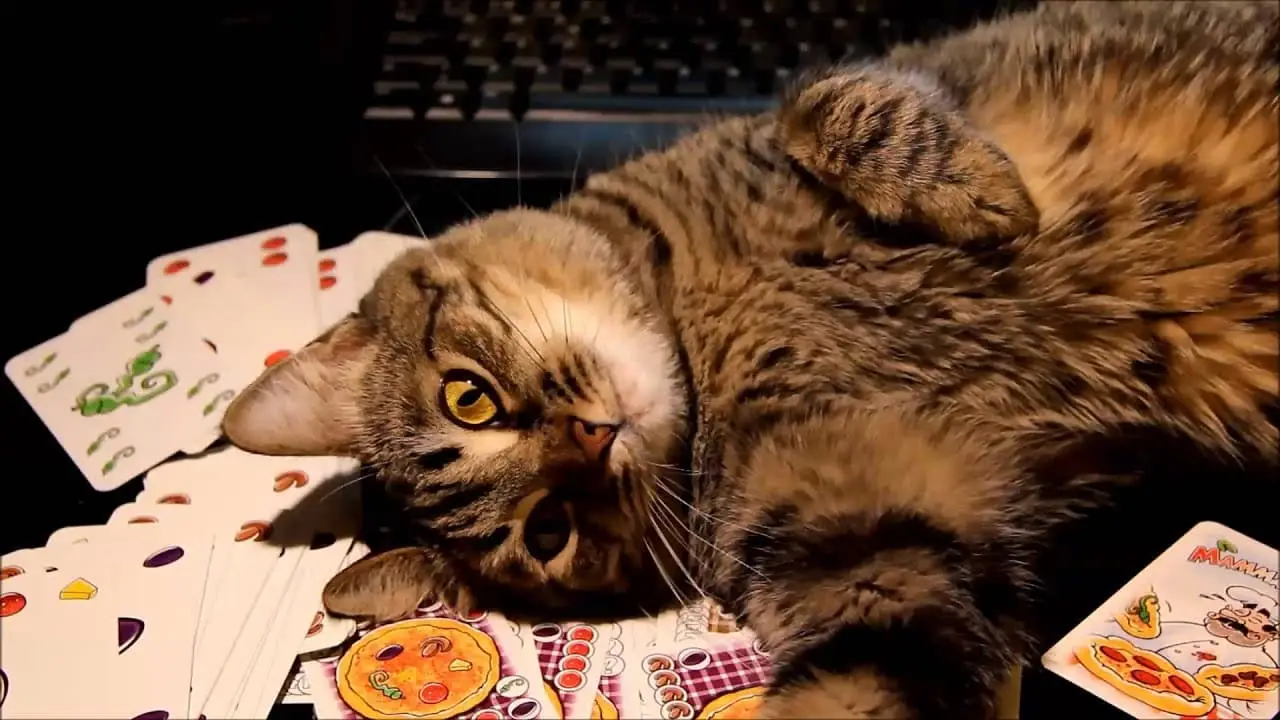 Cat wins at ring toss, leaving human humiliated: The viral video taking over TikTok