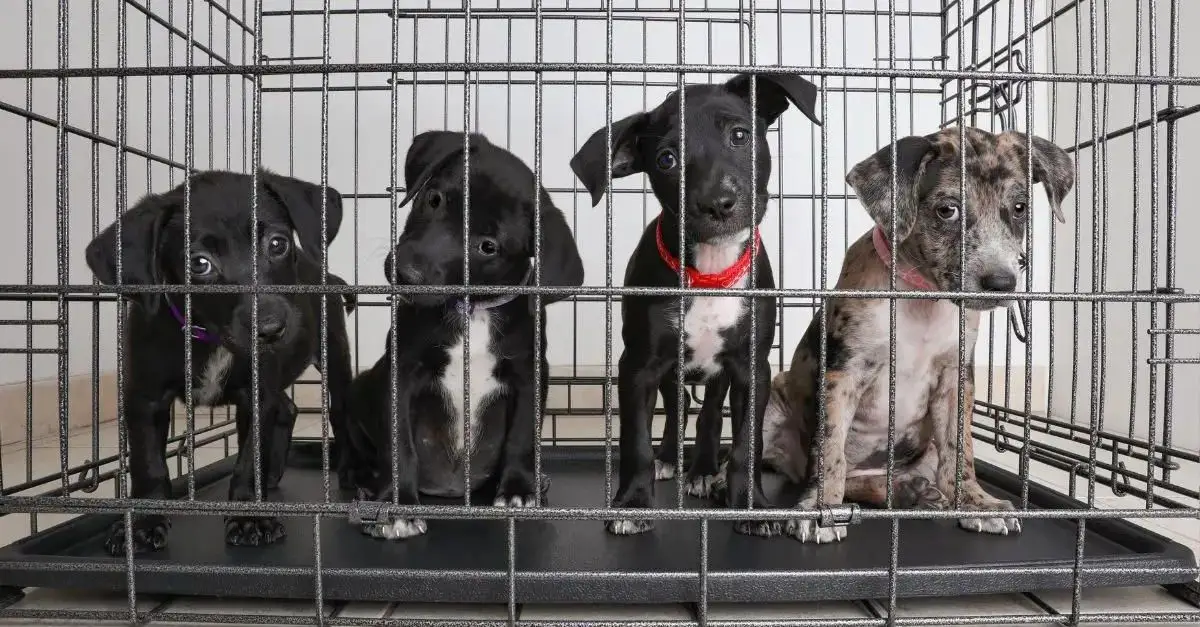 Eight puppies abandoned on 100-degree day spark community outrage