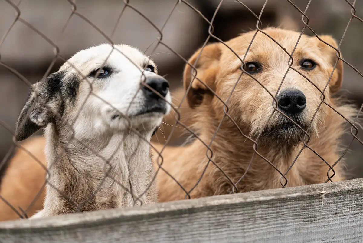 America's Overcrowded Animal Shelters