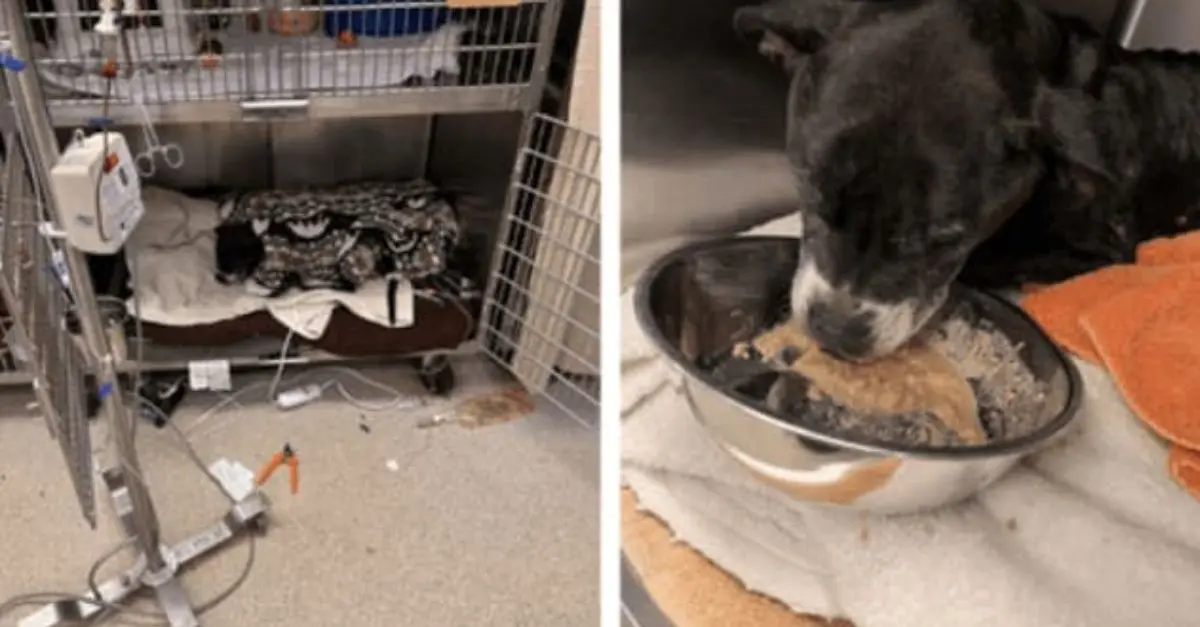 Elderly stray dog ​​rescued in St. Louis received unprecedented care