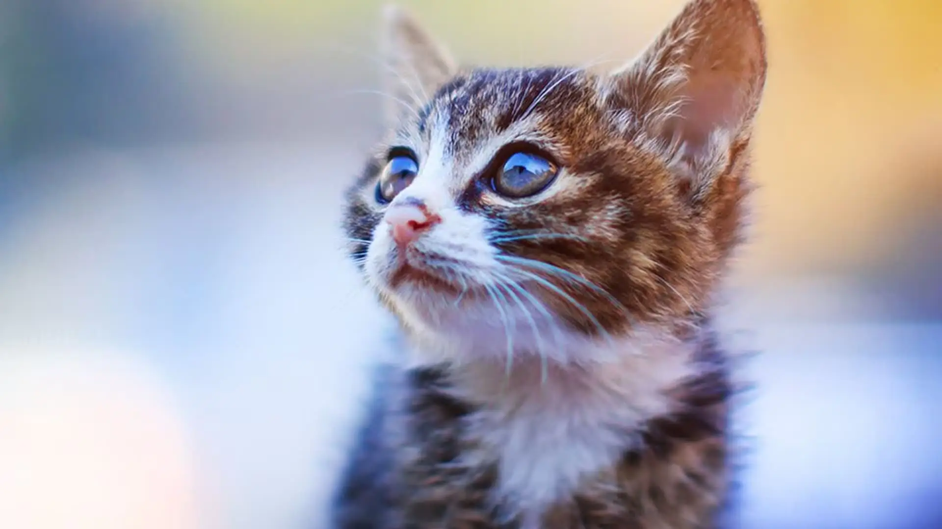 Neighborhood hero: California woman cools down stray cats with portable AC