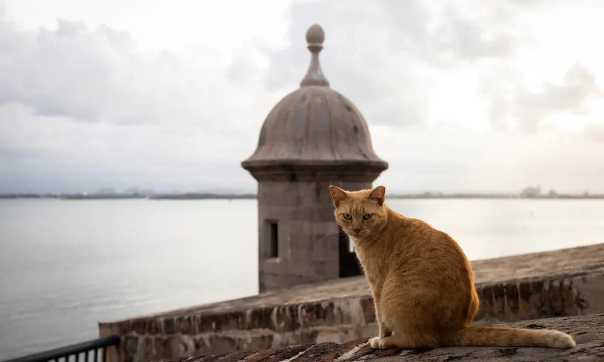 The Role of Stray Cats in the Community