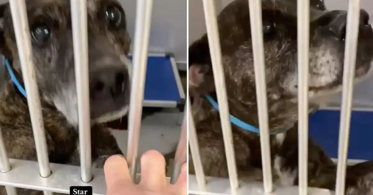 13-Year-Old Dog Surrendered to Shelter: ‘No Time for Her’