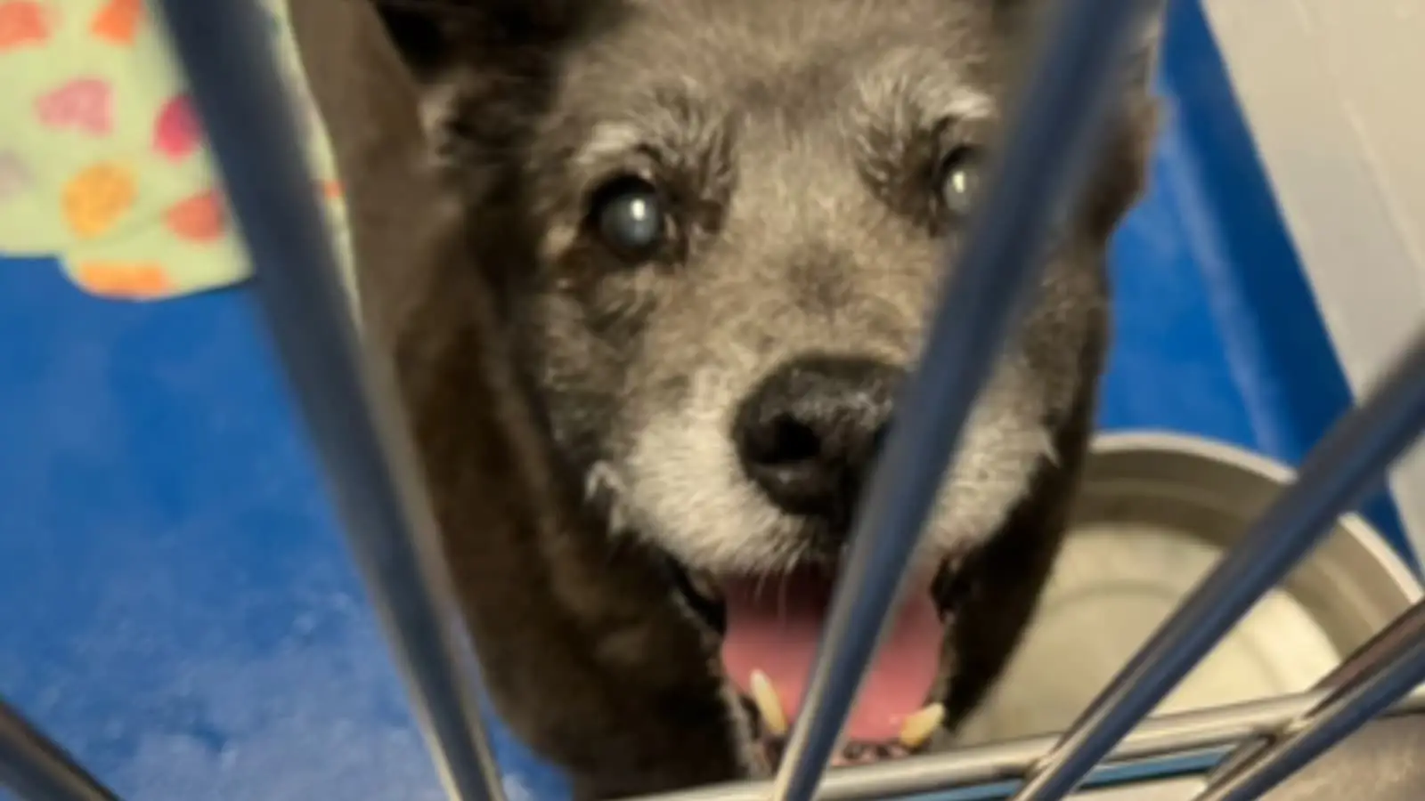 The plight of senior dogs: Unwanted and unseen