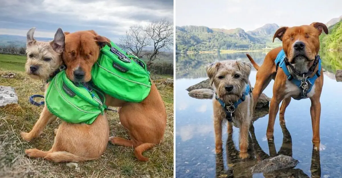 A blind Staffordshire bull terrier discovers a guide in his lifelong companion