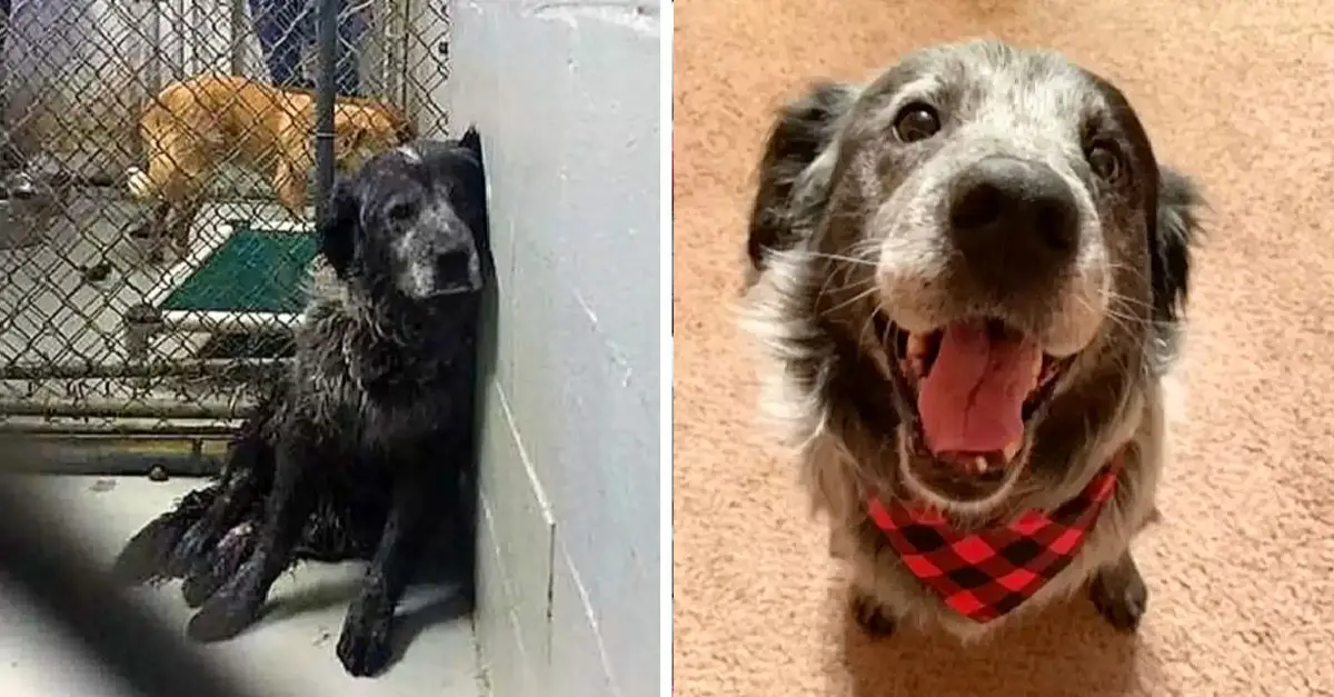 A 'broken' dog smiles when he realizes he's finally safe on his birthday