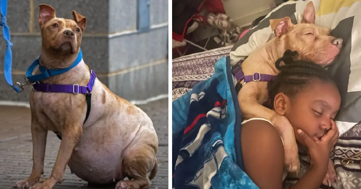 A chronically ill dog returned for adoption found a loving home with a caring girl