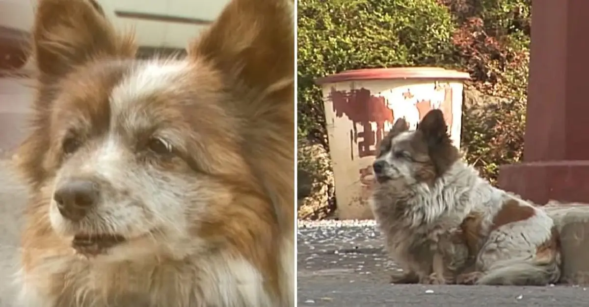 A dog abandoned 10 years ago is still waiting for her owners in the same spot