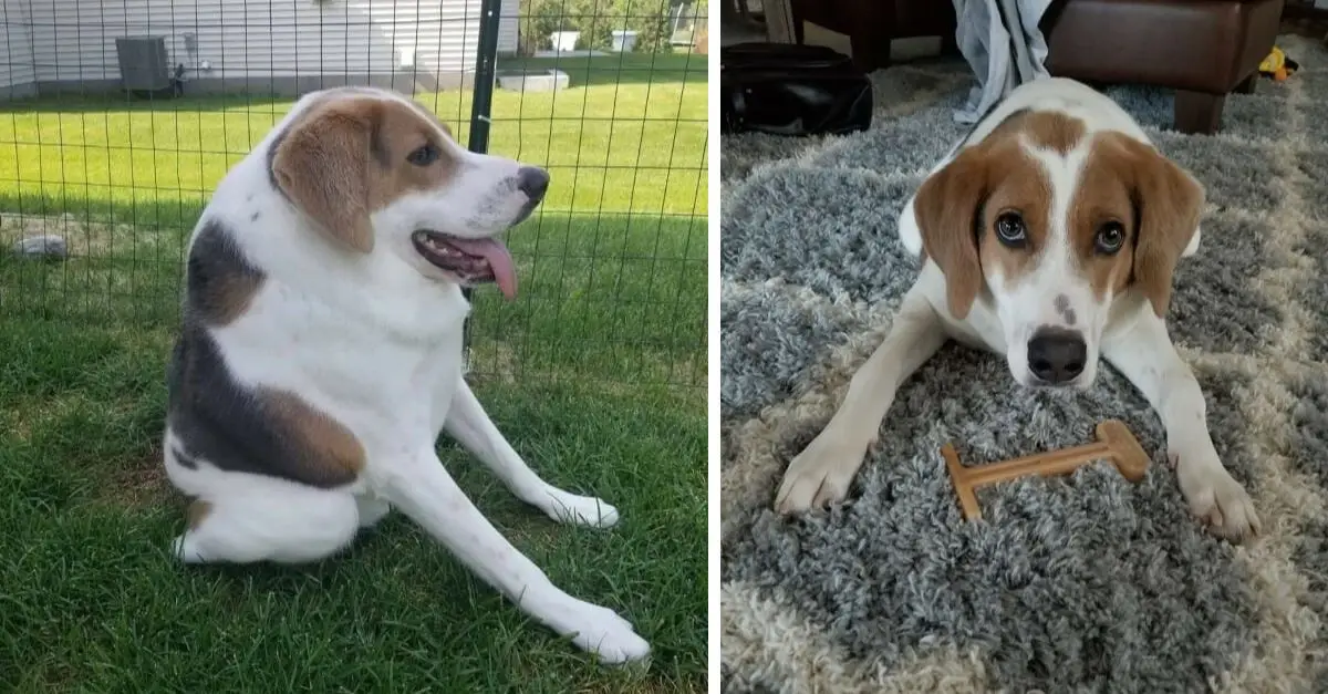 A dog born with a short spine and no neck has found a family that loves him exactly as he is