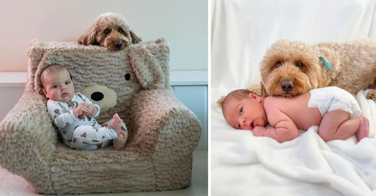 A family dog joins a newborn baby’s first photoshoot, making for adorable pictures