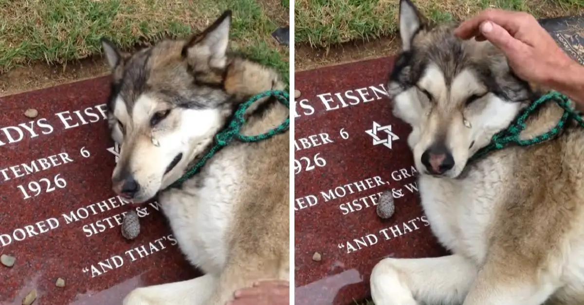 A grieving husky with a broken heart sob uncontrollably beside his owner’s tombstone