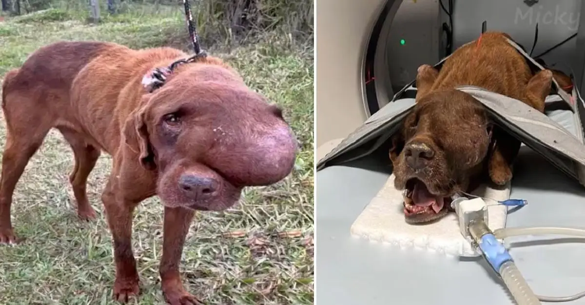 A heart-wrenching scene: a suffering dog with a massive tumor, collapsed and crying out for help