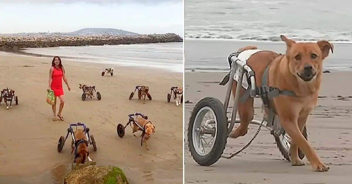 A heartwarming scene A woman brings her disabled dogs to the beach for a day of joy