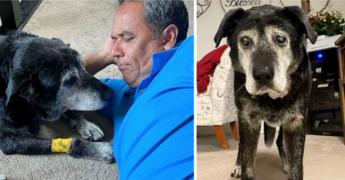 A man adopts a 16-year-old dog to ensure his final moments are the most joyful