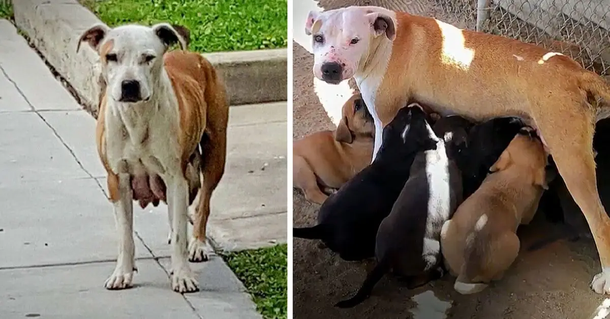 A mother dog walked 3 km daily to find food  her puppies after giving birth