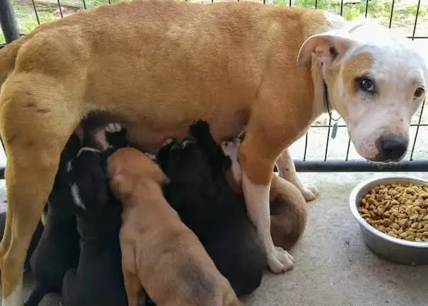 A happy ending: A new beginning for betty boop and her pups