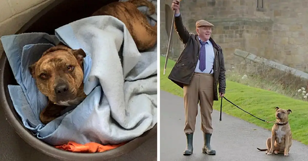 A movie star alongside Sir Anthony Hopkins, ‘The World’s Loneliest Dog’ steps into the limelight.