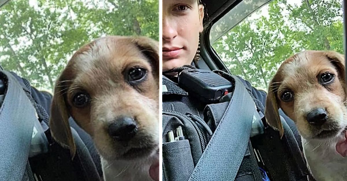 A police officer adopts a deserted, injured puppy after rescuing it