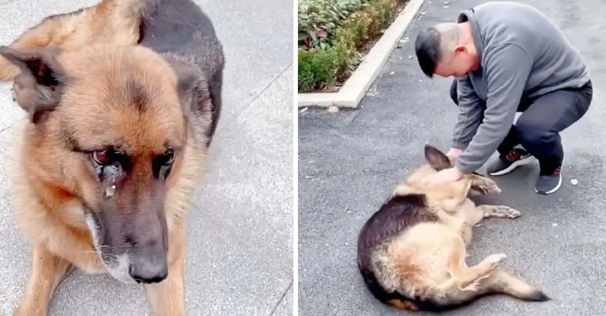 A retired police dog tears up with joy upon reuniting with his former handler is so emotional 