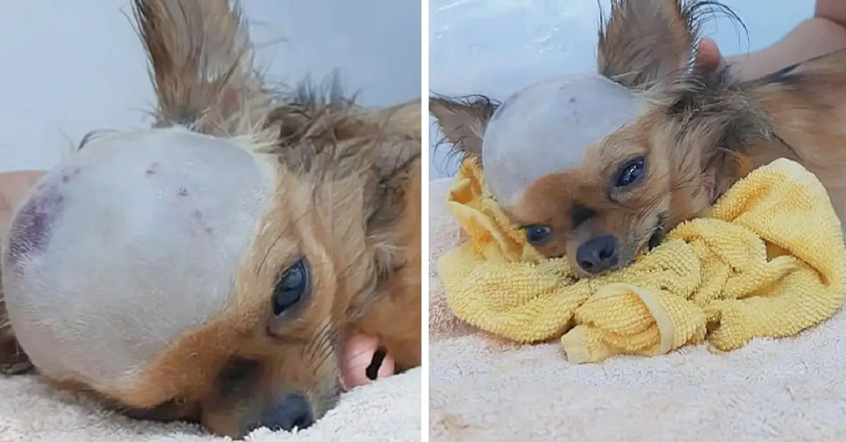 A severely injured dog, struck on the head, fights to live despite his body failing